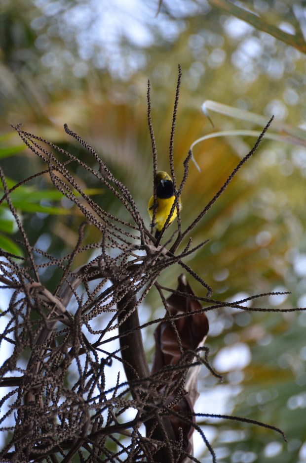 2013-02-24 Afternoon Walking 007