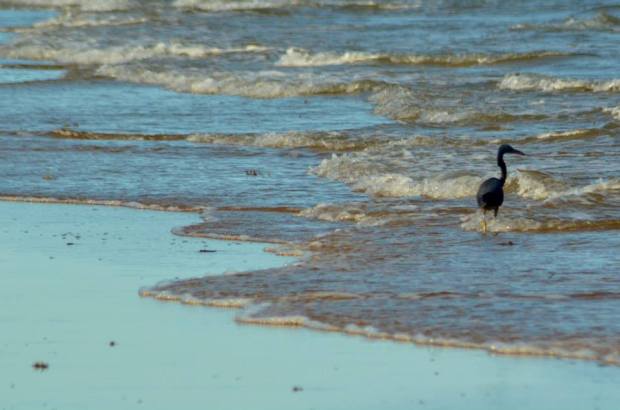 10170878_10202753072920846_1805471485_n