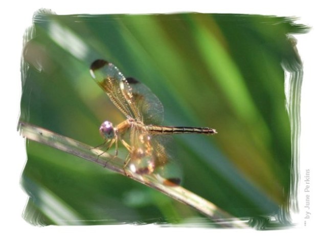 5562141017_b5a2620173_z-1 (2)