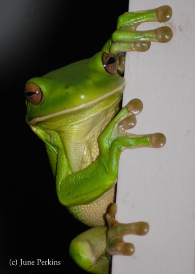 treefrog