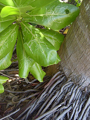 3818753707_9d0a93692e_m