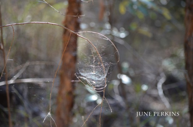 Nature_2015-10-10 047