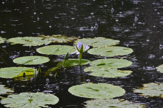 JunePerkins_BrisbaneGlory_BE173-940x623