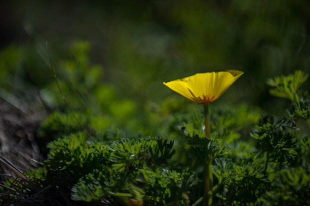 Nature, Flower, Nikon, Photography, California