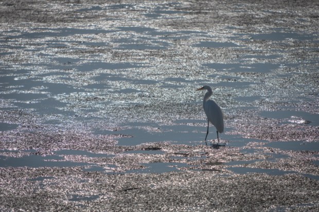 Nature, Wildlife, Landscape, Nikon, Bird, California