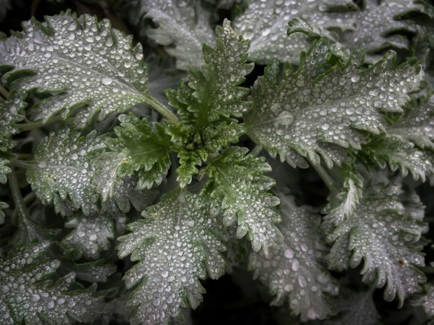 Flower, Wildflower, California, Nature, Nikon, Photography