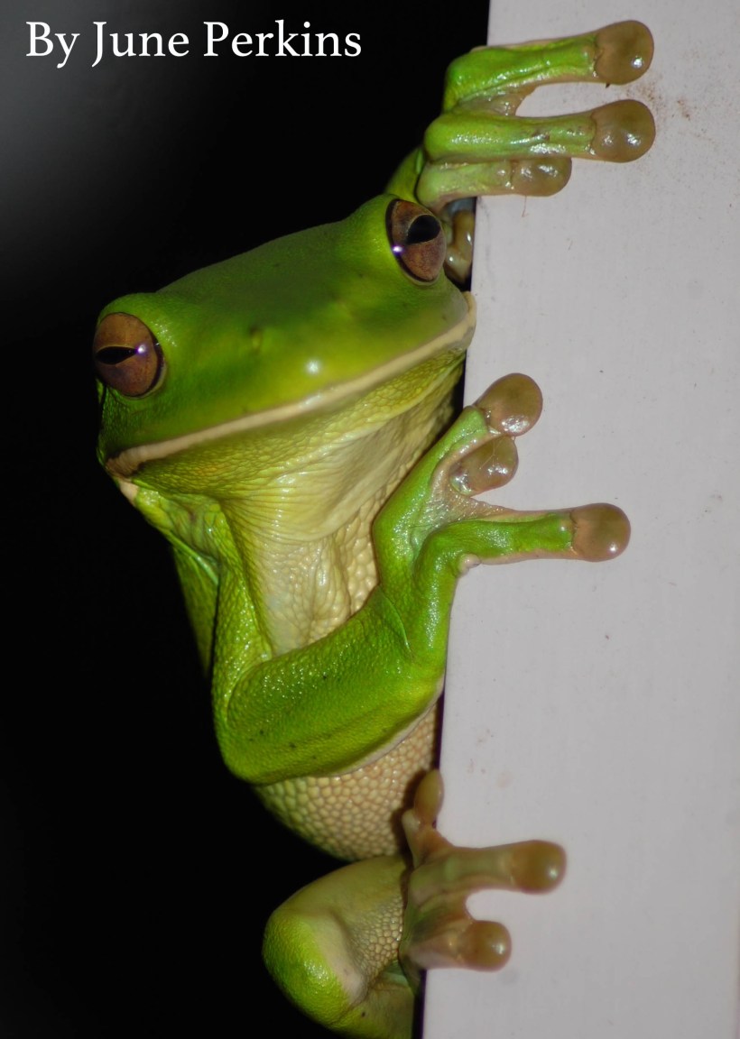 greentreefrog