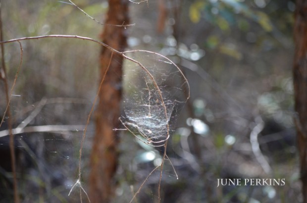 Nature_2015-10-10 047